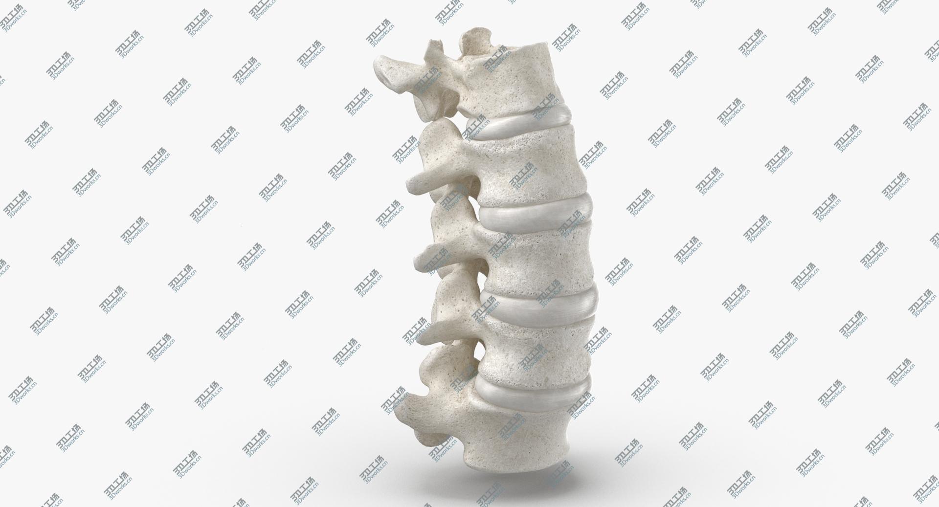 images/goods_img/2021040163/Real Human Lumbar Vertebrae L1 to L5 Bones With Intervertibral Disks 01 White 3D model/2.jpg